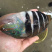 彩眉鲷鱼刺身鱼深海鱼钓口鱼海钓鱼日料食材