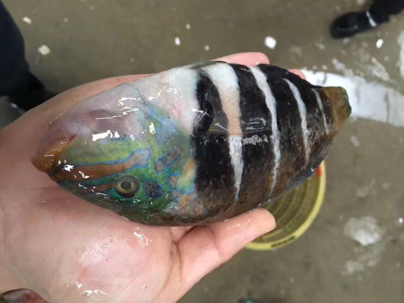 彩眉鲷鱼刺身鱼深海鱼钓口鱼海钓鱼日料食材