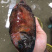 彩眉鲷鱼刺身鱼深海鱼钓口鱼海钓鱼日料食材