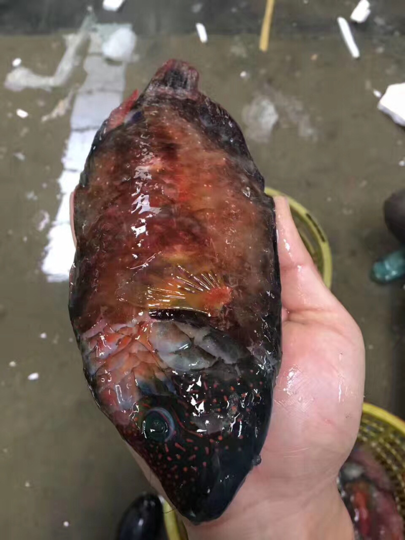 彩眉鲷鱼刺身鱼深海鱼钓口鱼海钓鱼日料食材
