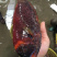 彩眉鲷鱼刺身鱼深海鱼钓口鱼海钓鱼日料食材