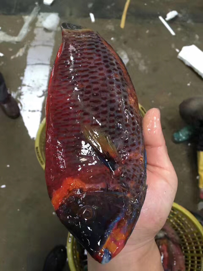彩眉鲷鱼刺身鱼深海鱼钓口鱼海钓鱼日料食材