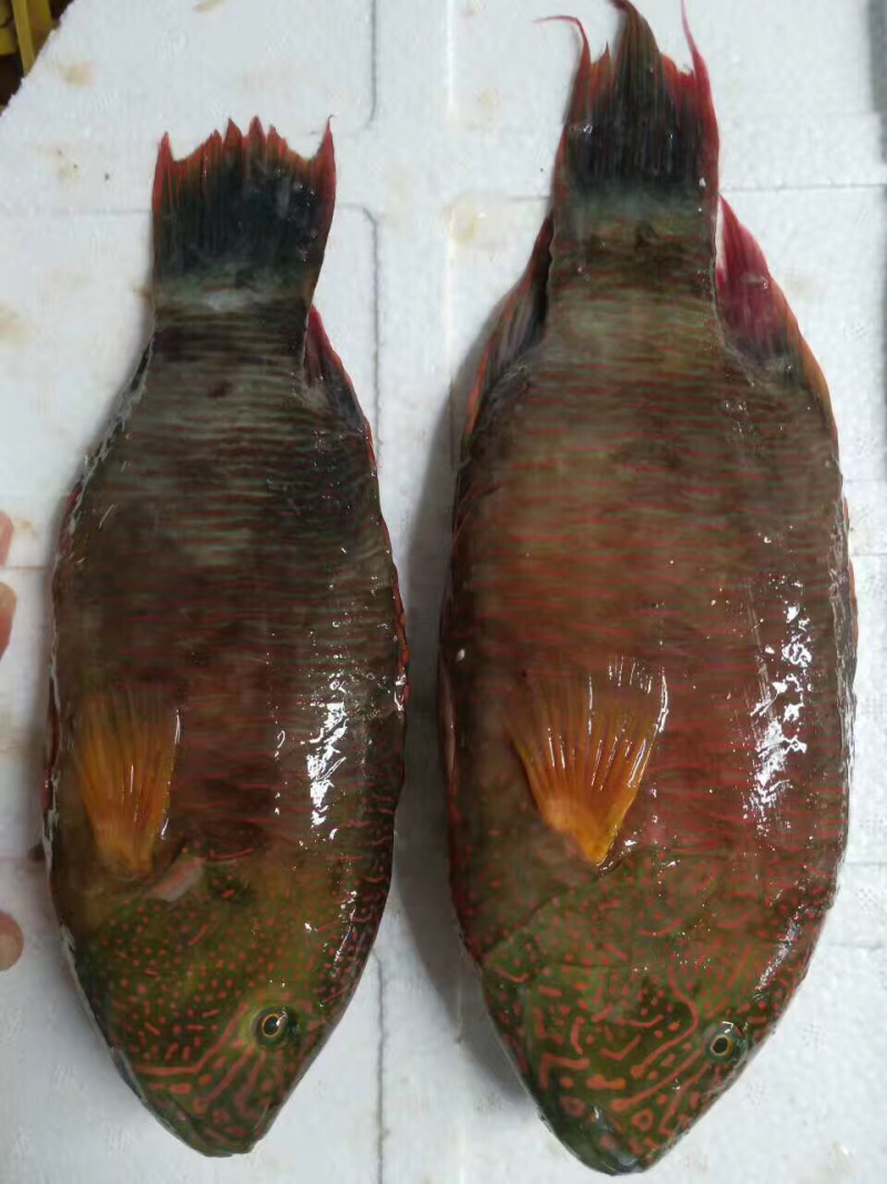彩眉鲷鱼刺身鱼深海鱼钓口鱼海钓鱼日料食材