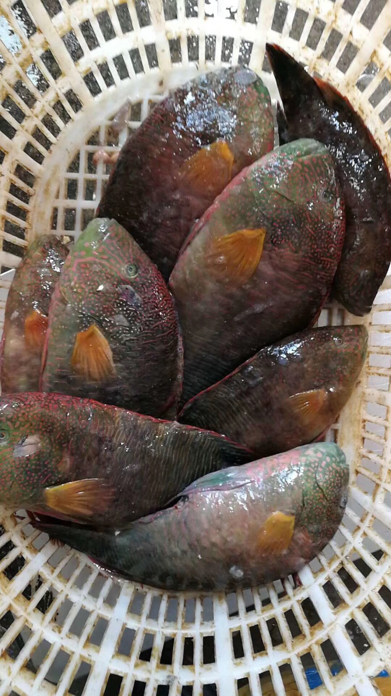 彩眉鲷鱼刺身鱼深海鱼钓口鱼海钓鱼日料食材