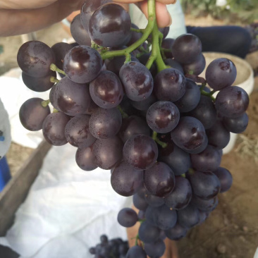 玫瑰香葡萄饱满香甜可口🍇🍇🍇🍇🍇又甜可口