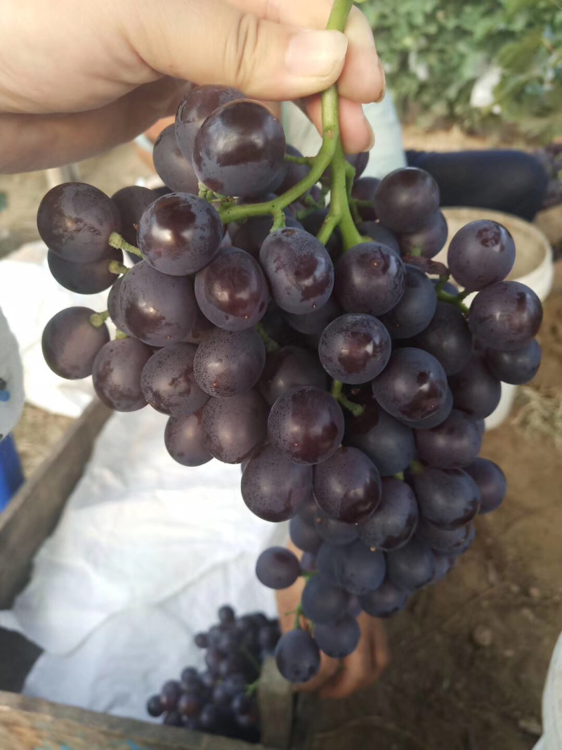 玫瑰香葡萄饱满香甜可口🍇🍇🍇🍇🍇又甜可口