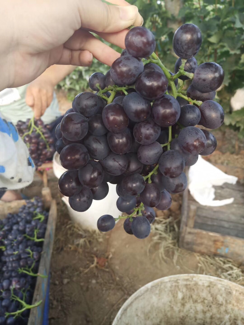 玫瑰香葡萄饱满香甜可口🍇🍇🍇🍇🍇又甜可口