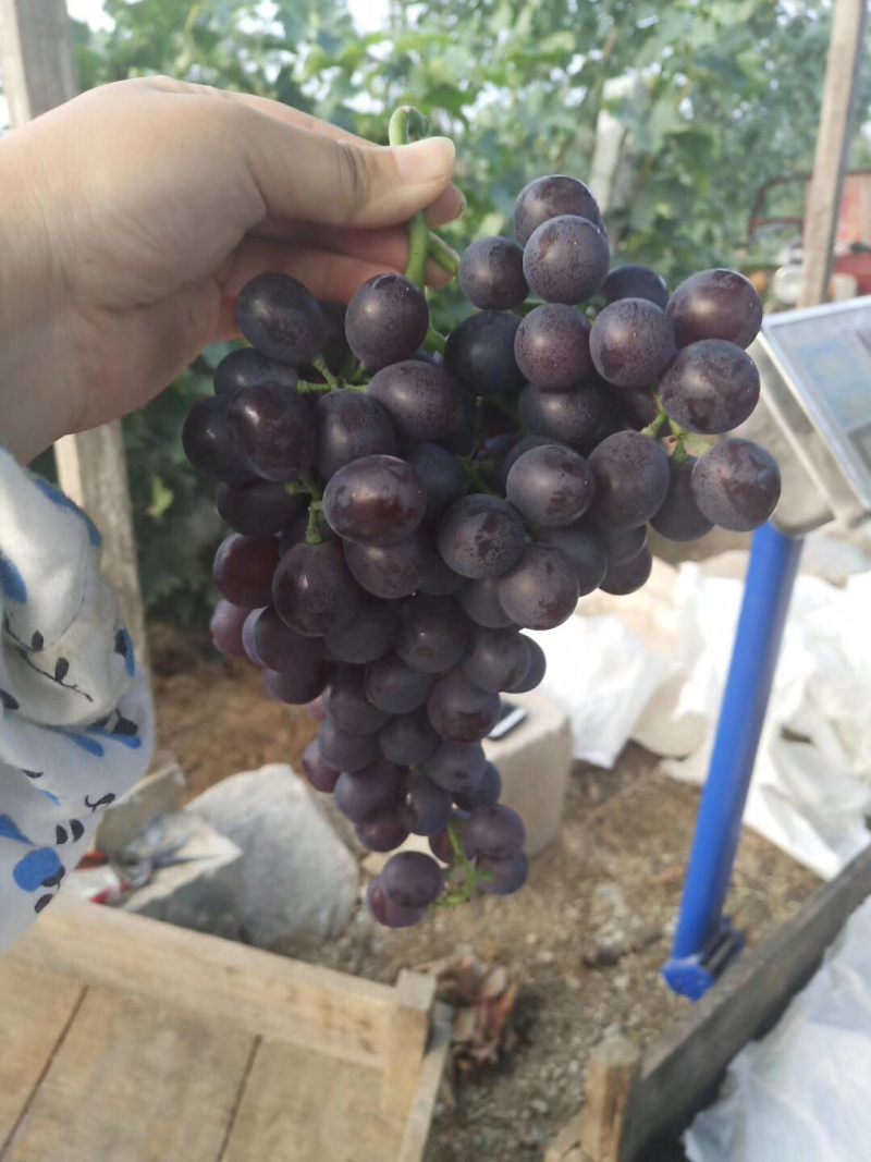 玫瑰香葡萄饱满香甜可口🍇🍇🍇🍇🍇又甜可口