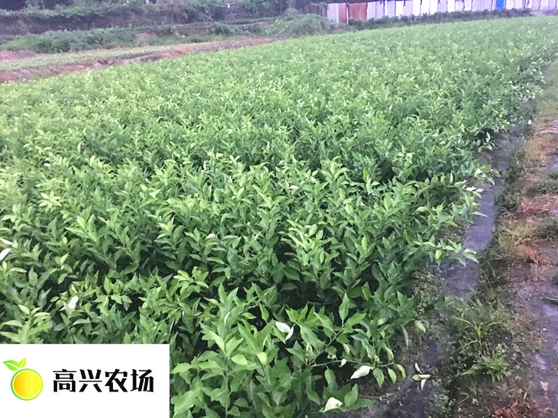 优质明日见柑橘苗一年生柑橘苗价格