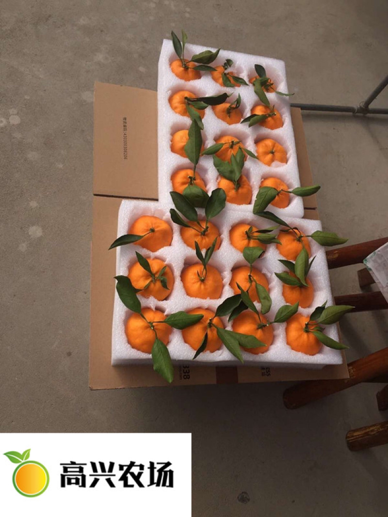 优质晴姬柑橘苗独特的新品口感