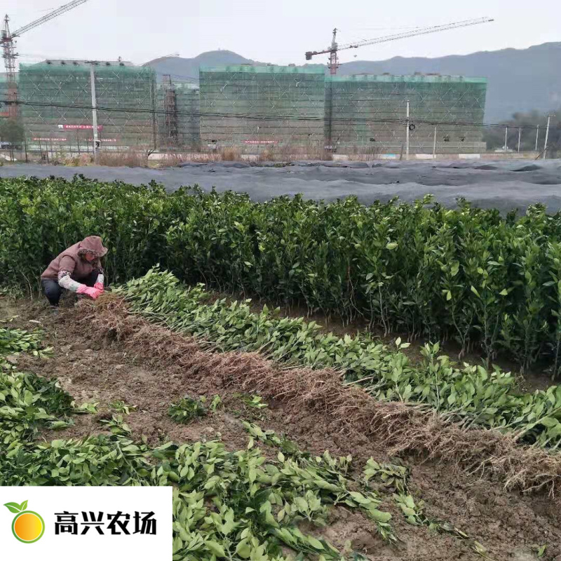 优质晴姬柑橘苗独特的新品口感
