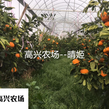 优质晴姬柑橘苗独特的新品口感