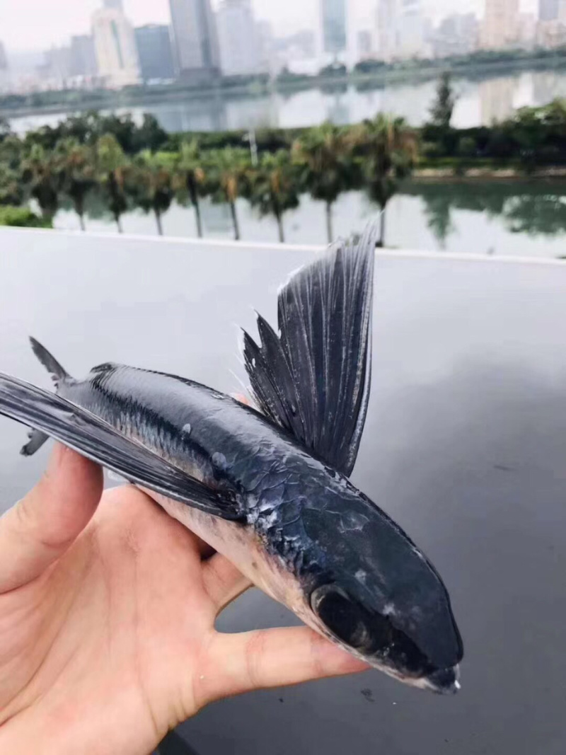 飞鱼钓口鱼深海鱼本地海港海鱼冰鲜鱼预定当天发货大量批发