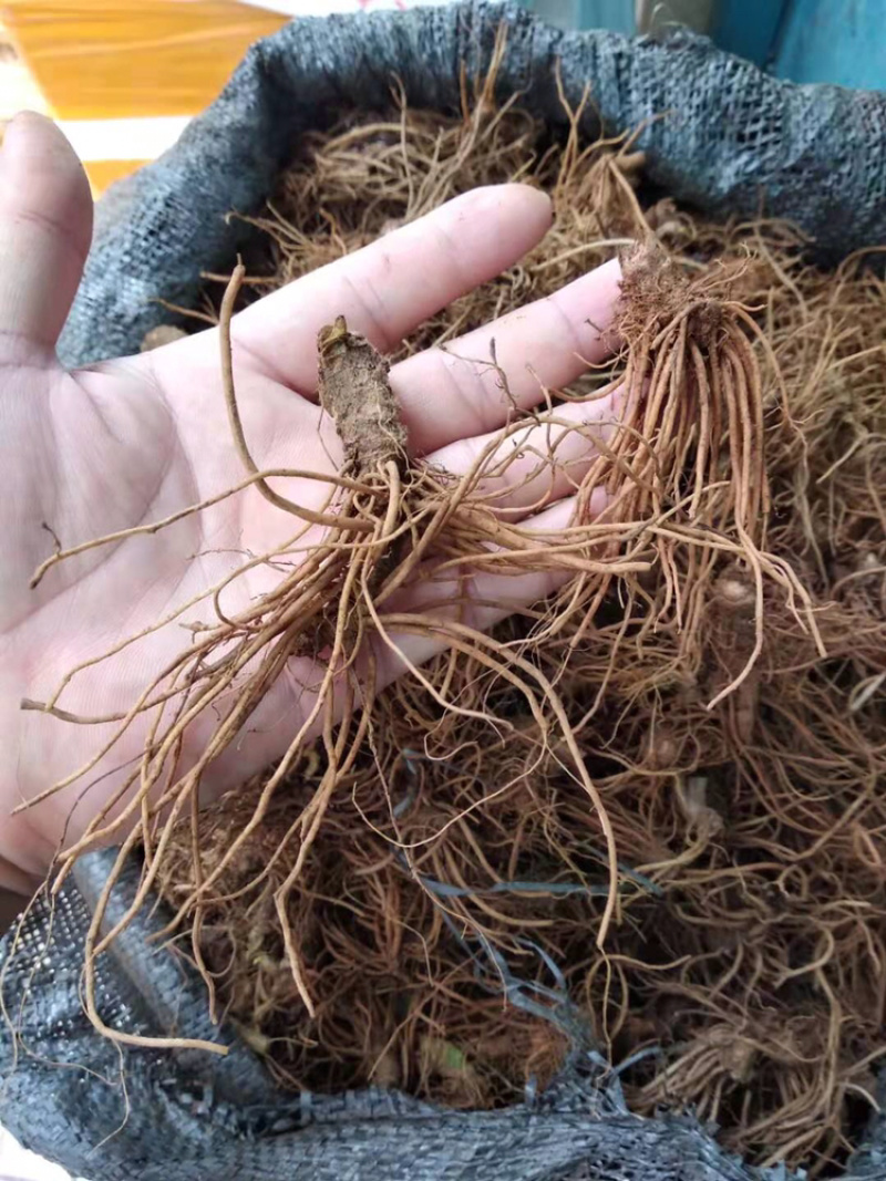 野生黄土地胆头天然大量有货地胆头