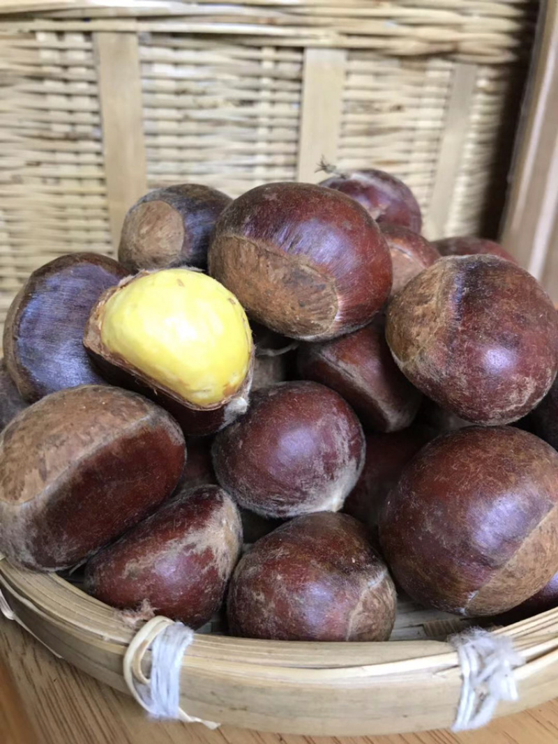云南新鲜板栗大板栗