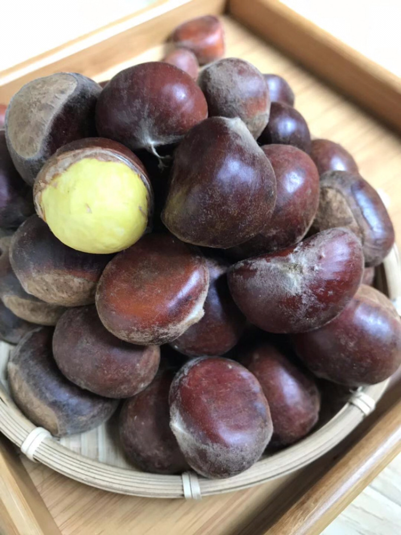 云南新鲜板栗大板栗