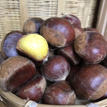 云南板栗，新鲜栗子大果，5斤一件代发