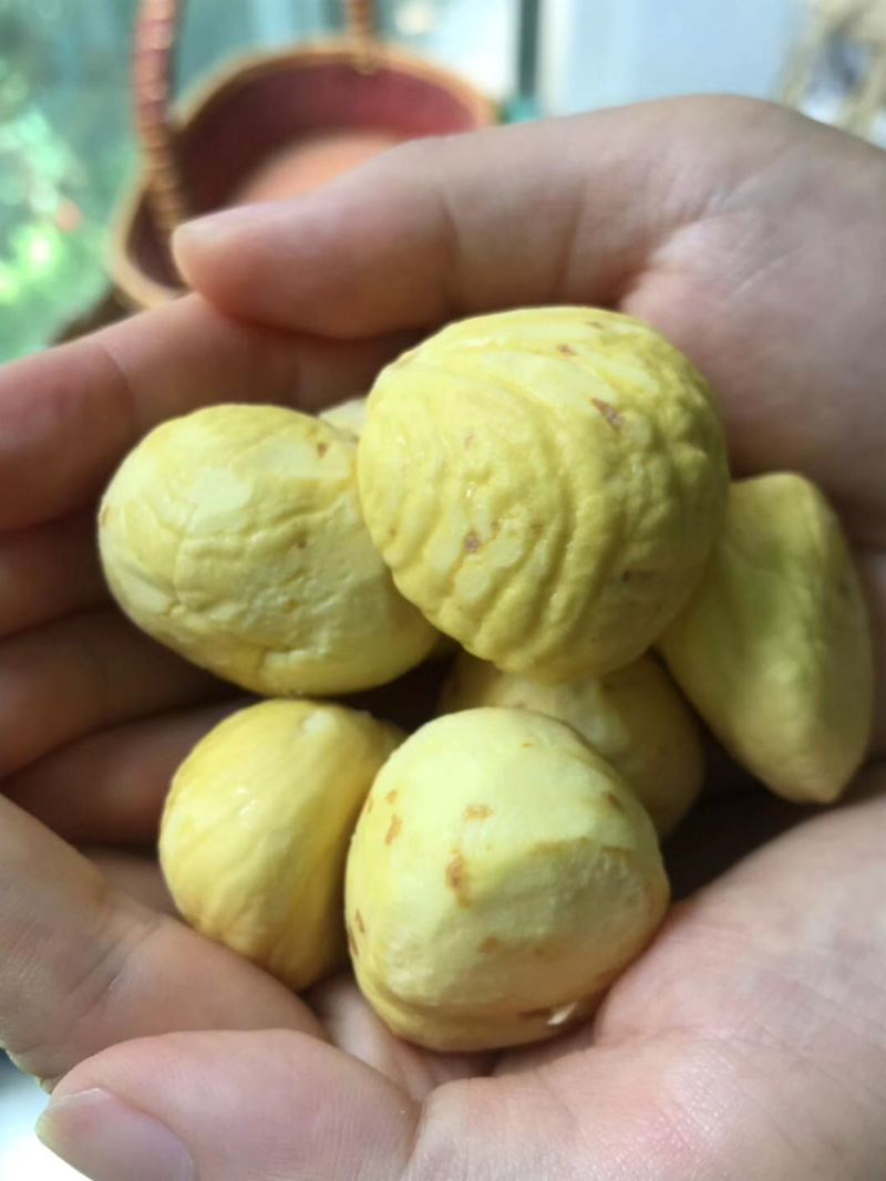 云南板栗，新鲜栗子大果，5斤一件代发