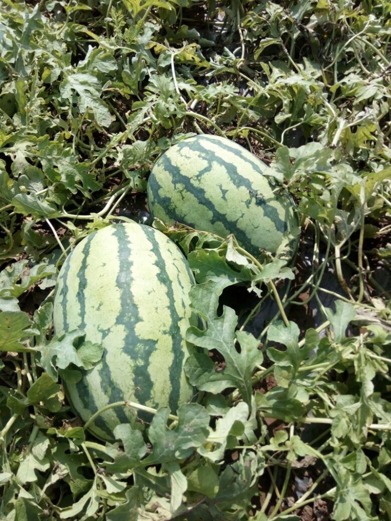西农8号西瓜8斤打底9成熟头茬，产地直供，一手货源