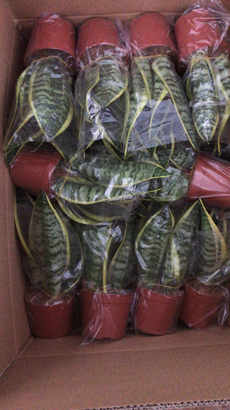 虎皮兰多肉植物绿植盆栽基地一手批发