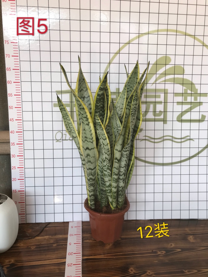 虎皮兰多肉植物绿植盆栽基地一手批发