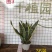 虎皮兰多肉植物绿植盆栽基地一手批发