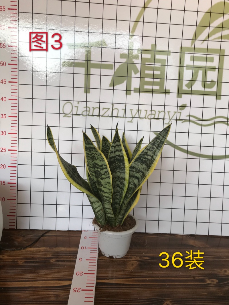 虎皮兰多肉植物绿植盆栽基地一手批发