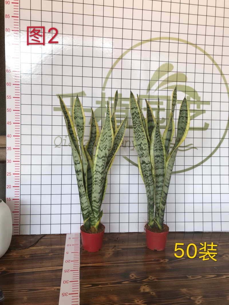虎皮兰多肉植物绿植盆栽基地一手批发