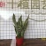 虎皮兰多肉植物绿植盆栽基地一手批发