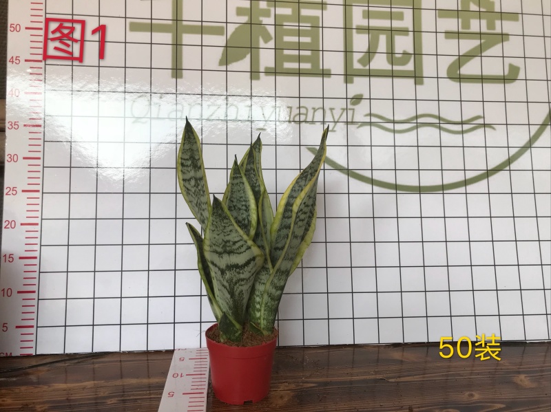 虎皮兰多肉植物绿植盆栽基地一手批发
