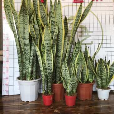 虎皮兰多肉植物绿植盆栽基地一手批发