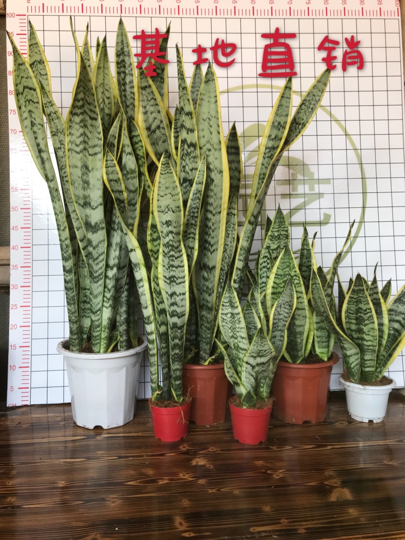 虎皮兰多肉植物绿植盆栽基地一手批发