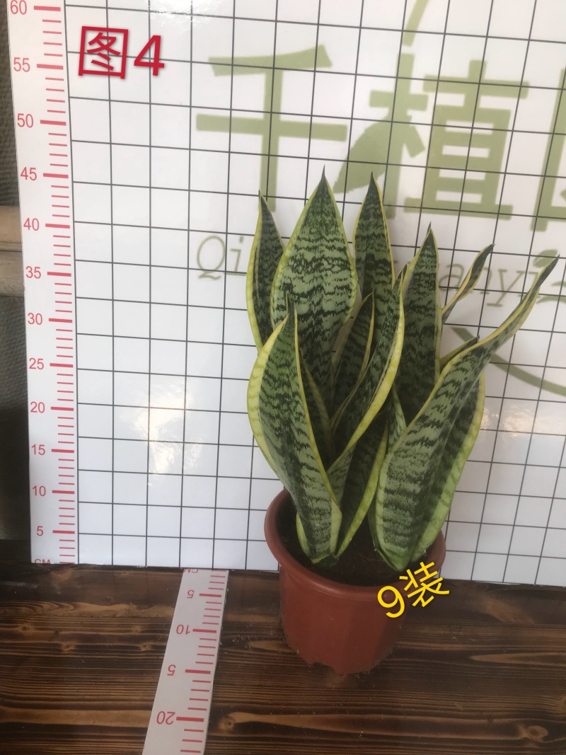 虎皮兰多肉植物绿植盆栽基地一手批发
