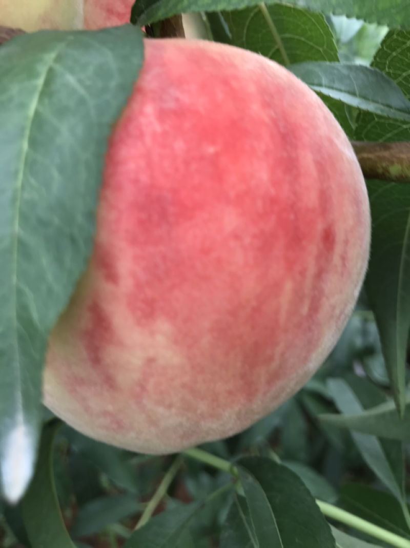 蒙阴蜜桃