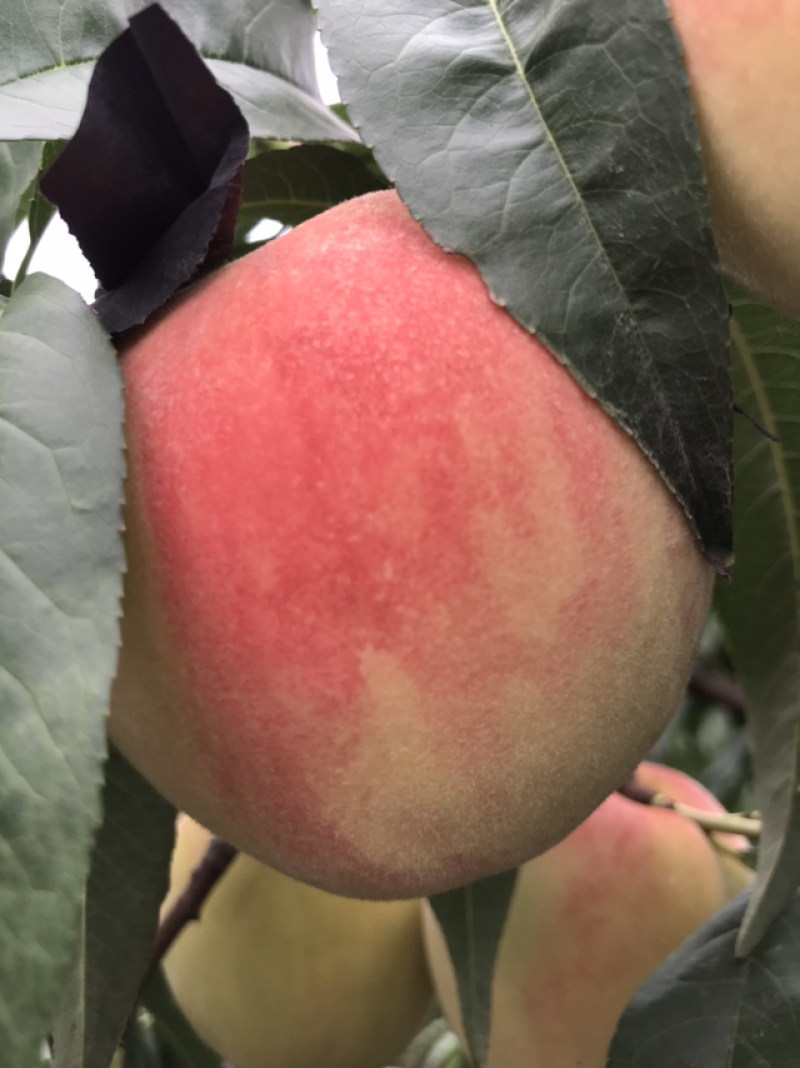 蒙阴蜜桃