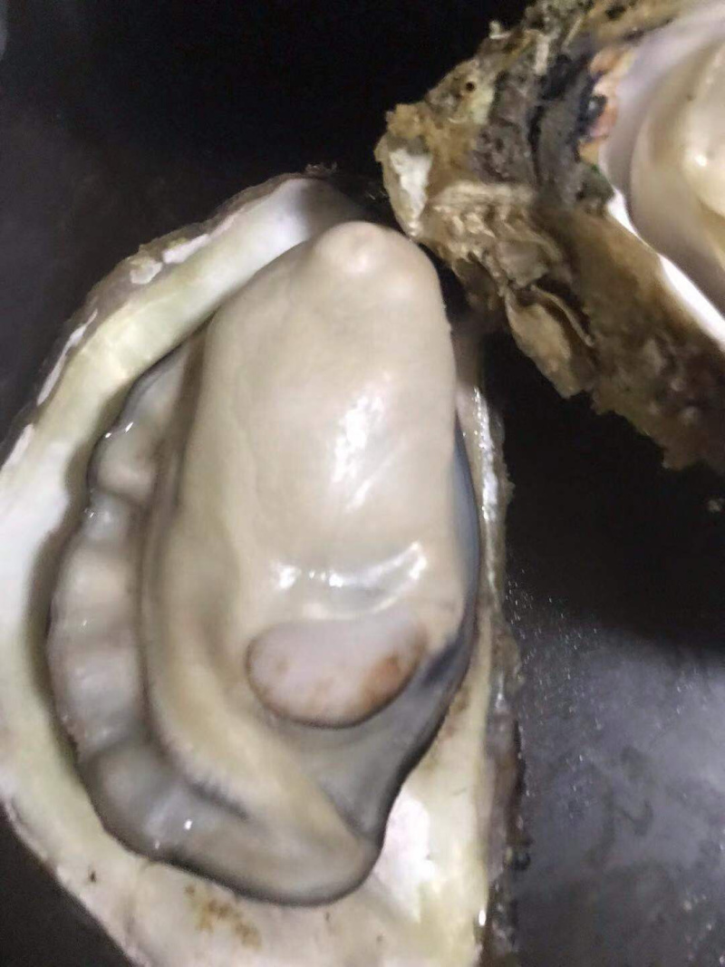 超肥美生蚝深海生蚝鲜活10斤刺身中蚝广东海鲜水产