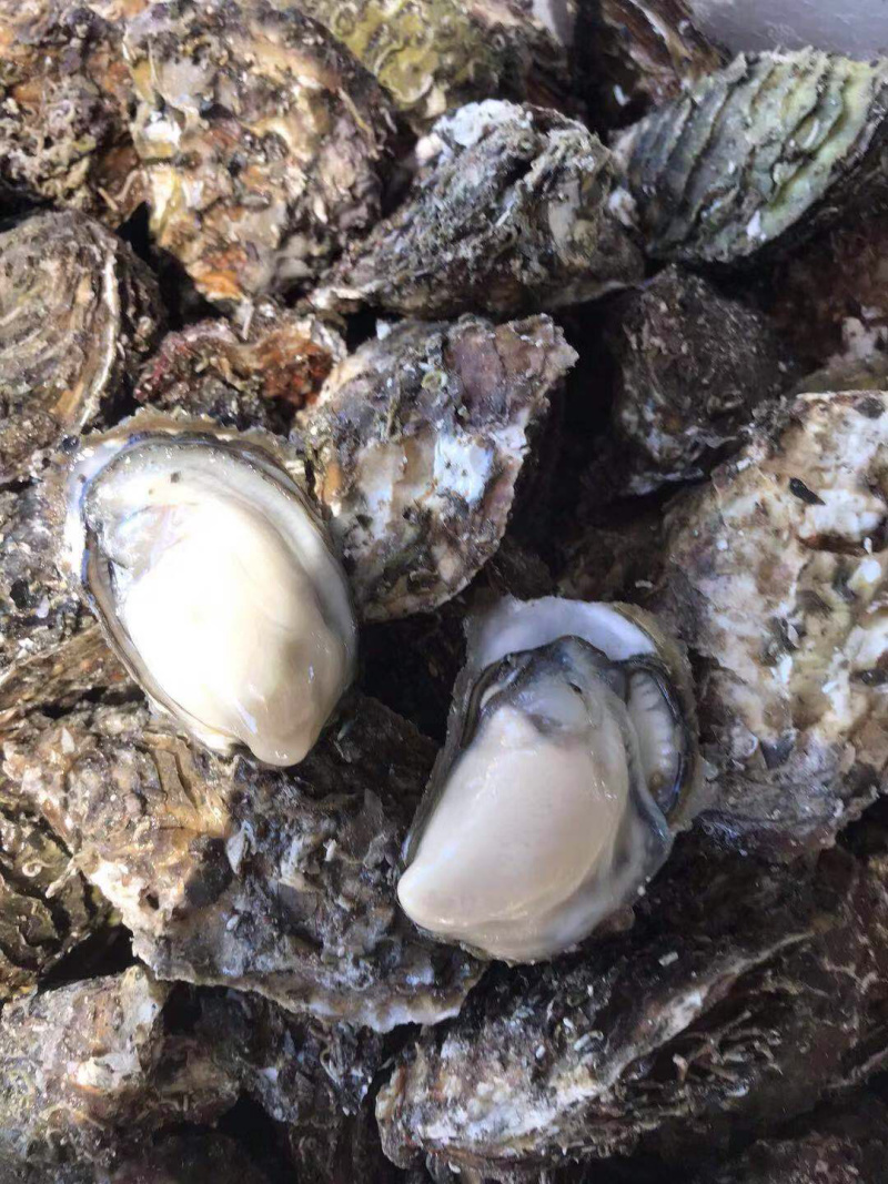 超肥美生蚝深海生蚝鲜活10斤刺身中蚝广东海鲜水产