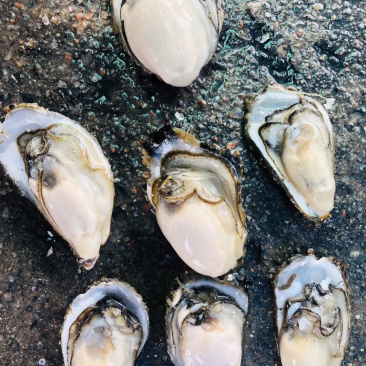 超肥美生蚝深海生蚝鲜活10斤刺身中蚝广东海鲜水产