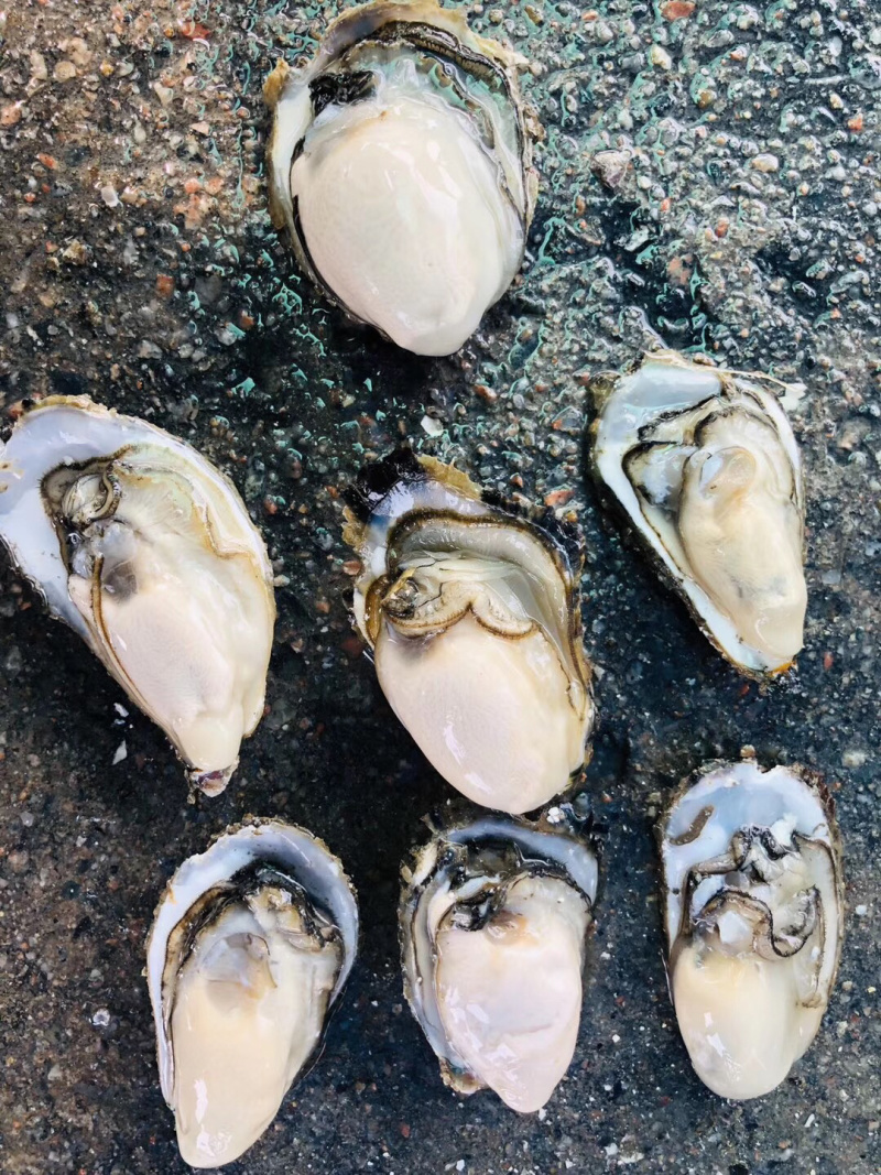 超肥美生蚝深海生蚝鲜活10斤刺身中蚝广东海鲜水产