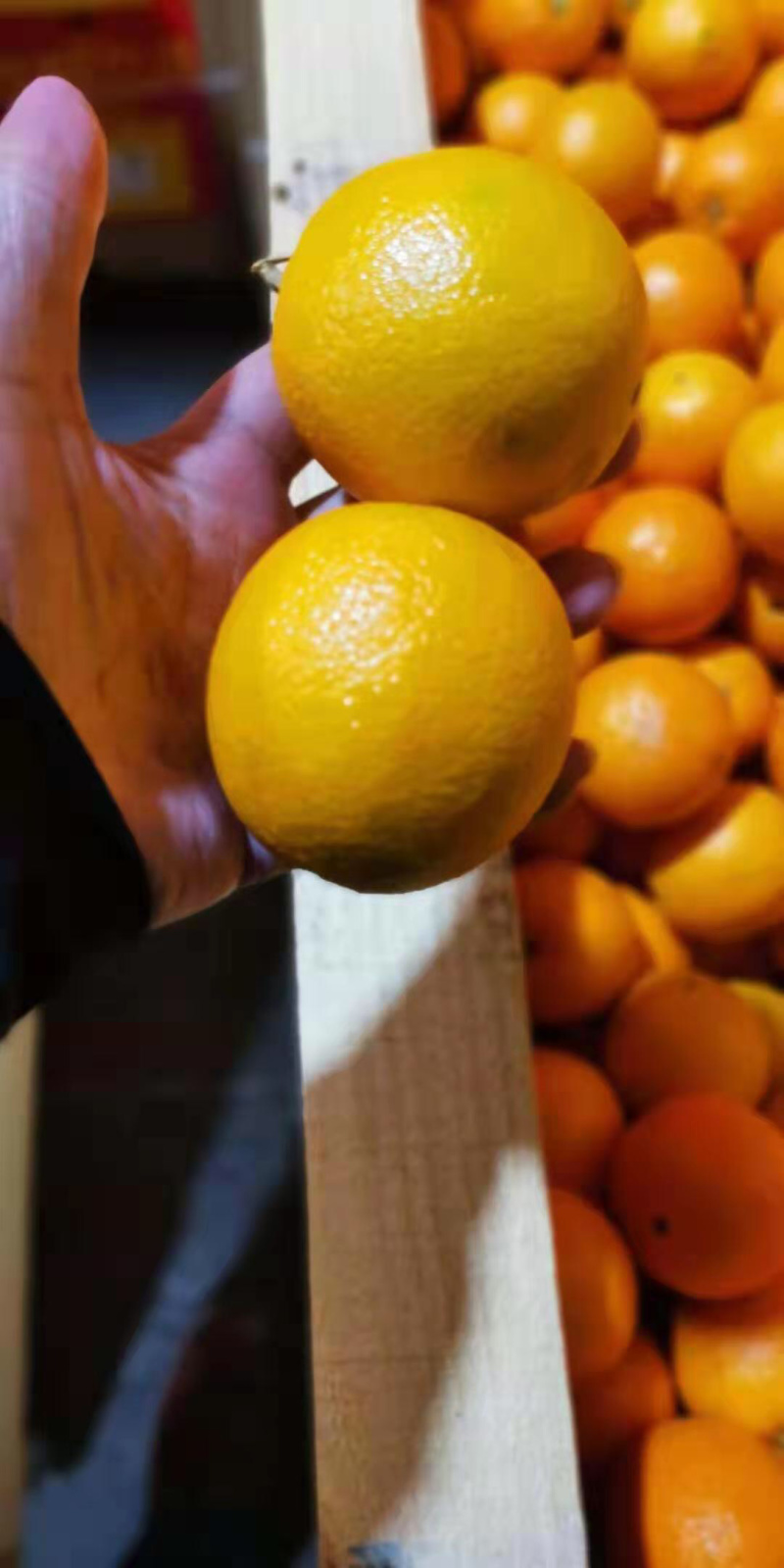 澳橙持续不间断
