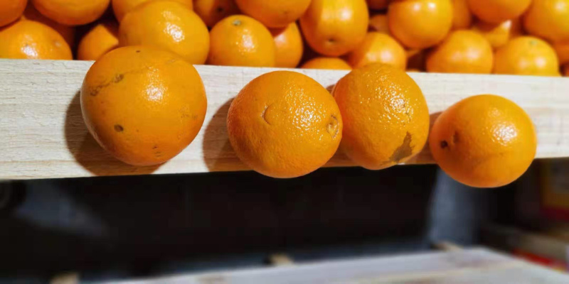 澳橙持续不间断