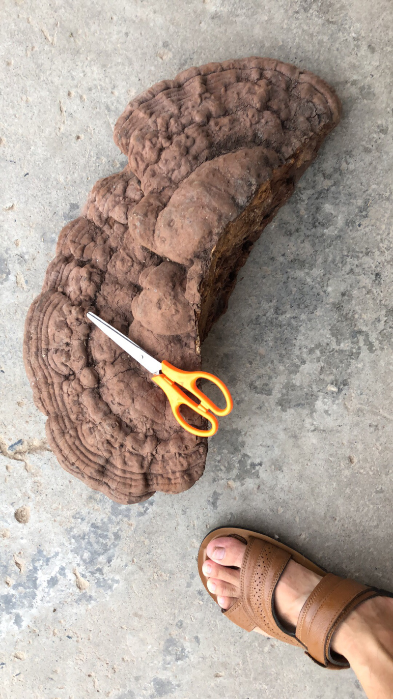 树舍野生贵州深山特产