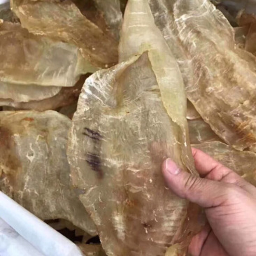 花胶，原装尖尾胶囗感胶质好