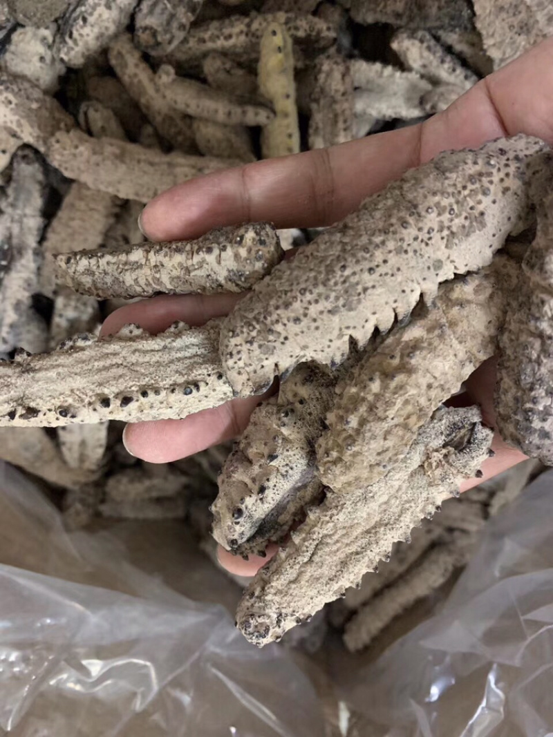 海参古巴南美参统货没烂货足干