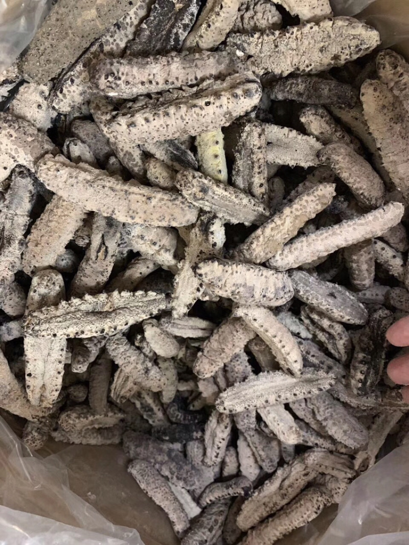 海参古巴南美参统货没烂货足干
