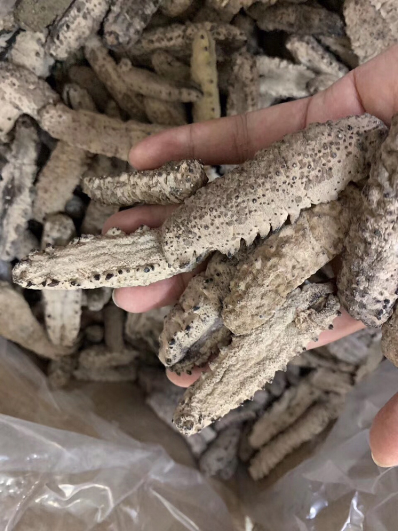 海参古巴南美参统货没烂货足干