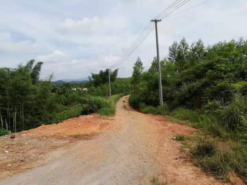 有林地500亩转让