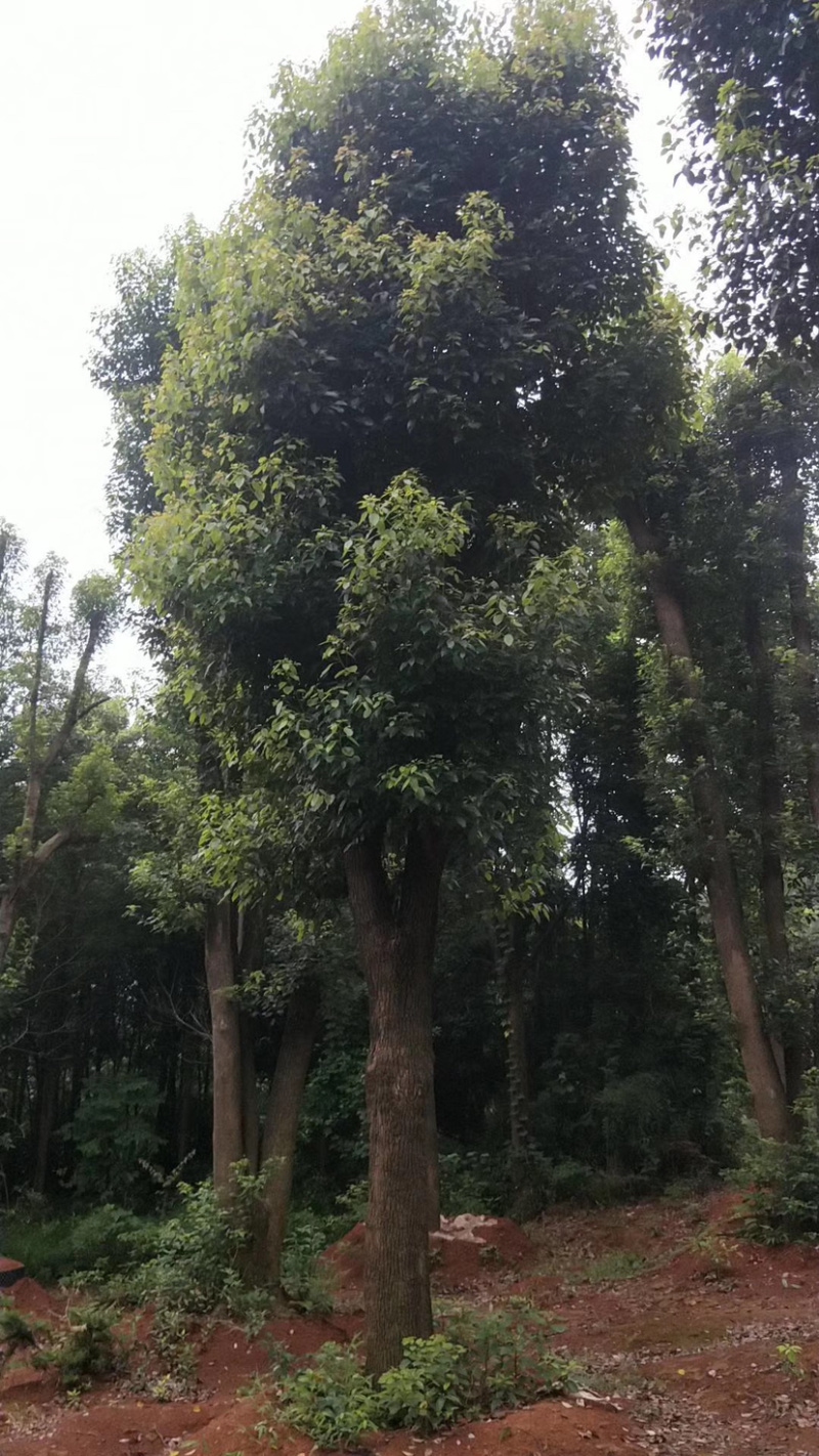 35-40-45-50骨架香樟