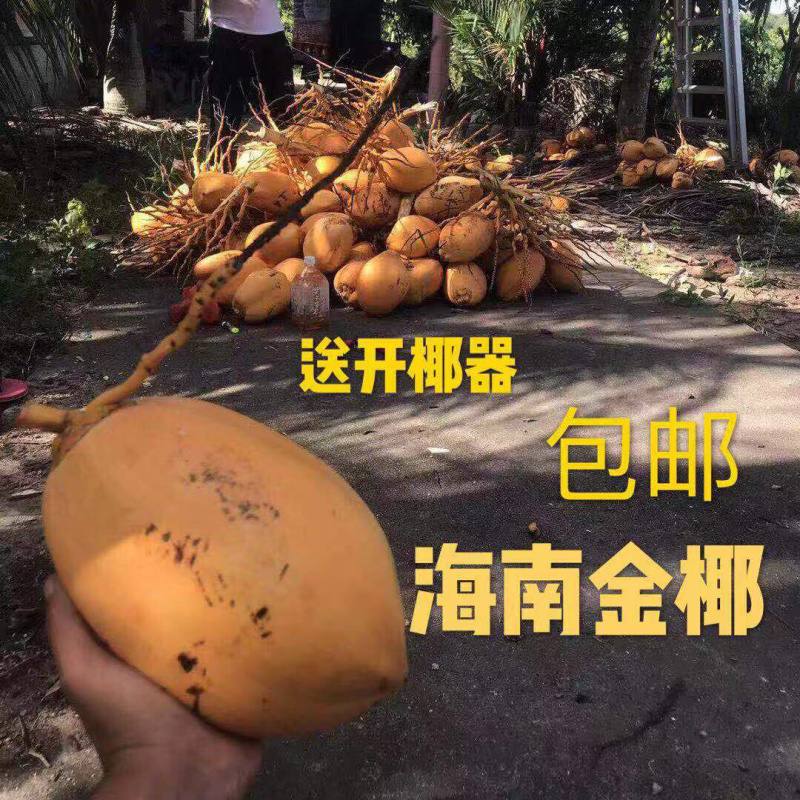 正宗海南椰子金椰孕妇水果欢迎老板合作可大量现货供应