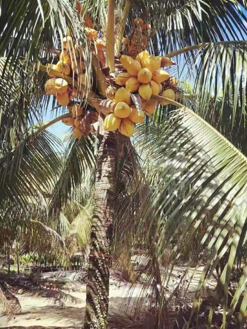 正宗海南椰子金椰孕妇水果欢迎老板合作可大量现货供应